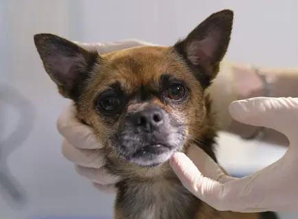 강아지 림프종 증상 몸에 혹이 생기는 원인, 항암치료 후기