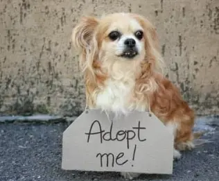 강아지 무료분양 사이트 TOP 5 사기 구별법