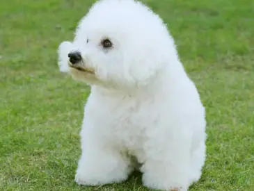 KB 펫보험 강아지 보험 동물등록증 할인 후기