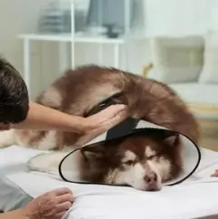 강아지 췌장염 증상 및 관리법 놓치면 큰일