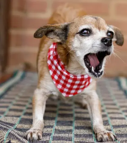 강아지 치매 증상 보호자가 알아야 할 관리법 총정리