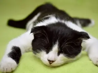 우리 고양이 발정기, 언제 오고 어떤 신호일까요? 그리고 중성화는요?