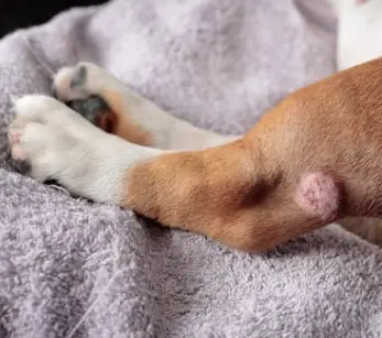 강아지 슬개골 탈구 증상, 수술 비용과 예방까지 한 번에 정리