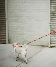 강아지 리드줄 사용법 하네스 산책 훈련 팁