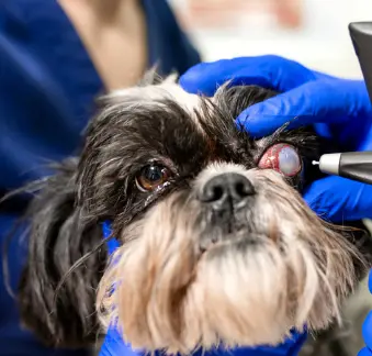 강아지 눈 밑, 위, 한쪽 부음, 위치별 원인부터 관리 팁