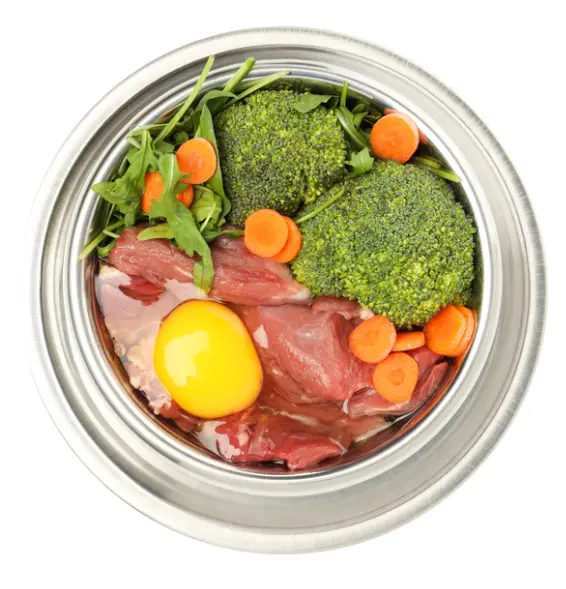 강아지 더위 먹었나? 여름 보양식 BEST 7