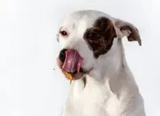 강아지 중성화 수술 후 관리법 [금식, 산책, 목욕]