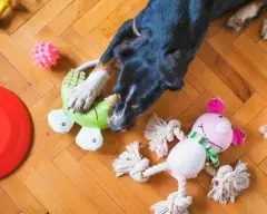 강아지 입양 전 필수 준비물 체크리스트 10가지