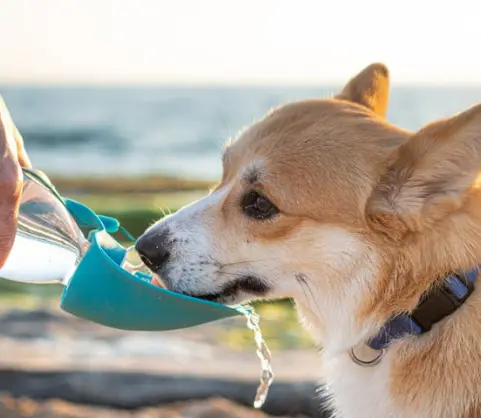 강아지 피로 증상부터 회복 팁 가이드