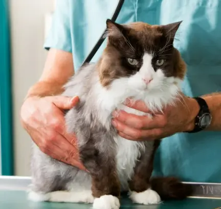 고양이 링웜 증상, 원인, 치료, 예방 총정리 원형탈모 무슨일?