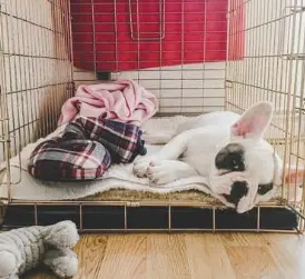 강아지 건강을 위한 매일 10분 생활 습관