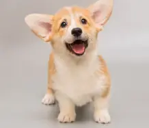 강아지 분리불안 예방, 혼자 놀기 훈련법은?