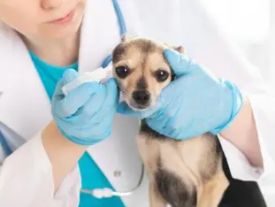 강아지 귀 진드기 검은 찌꺼기 원인, 증상 및 치료법