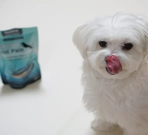 강아지 다리 떨림 6가지 원인과 대처법