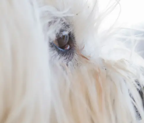 강아지 눈 다래끼 그냥 두면 안되는 이유. 증상, 원인, 치료 총정리