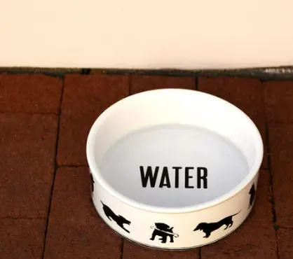 강아지 떠는 이유 6가지, 단순히 추워서가 아닙니다