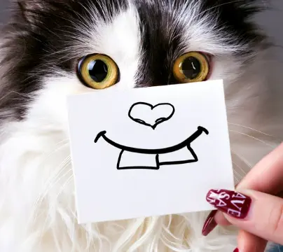 고양이 잇몸 부음 치은염 원인 증상 및 치료 후기