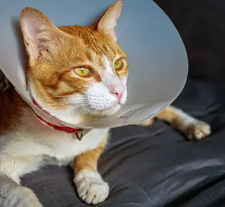 고양이 신부전 증상과 원인 놓치기 쉬운 신호들 총정리