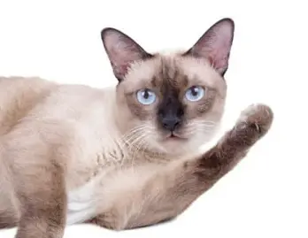 고양이 꿈 해몽 길몽 흉몽 재물운 총정리