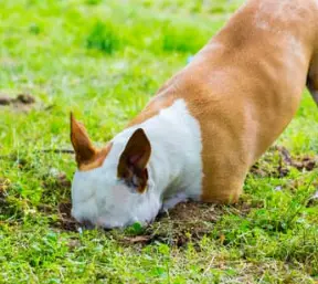 강아지 꿈해몽 상황별 의미 총정리 (길몽 vs 흉몽)