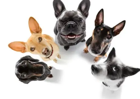 강아지 나이 계산법