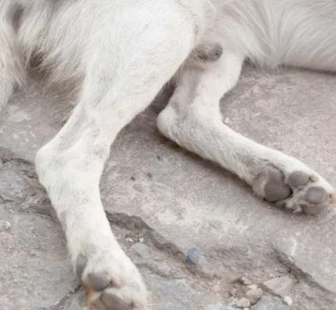 강아지 디스크, 수술만 답일까? 초기 증상·관리·예방법 총정리