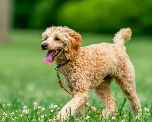 강아지 사람 좋아하는 이유, 유전자 변형 때문이라고?!