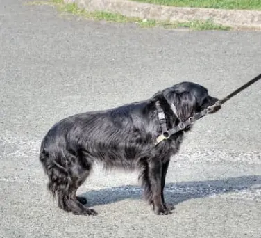 강아지 십자인대 파열 증상, 수술비 총정리