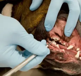 강아지 입냄새, 왜 생기고 어떻게 없앨까? 5가지 관리 팁