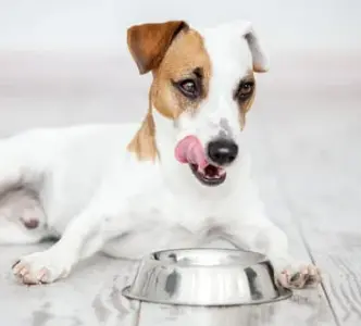 강아지 식기 높이와 올바른 밥 먹는 자세