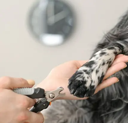 강아지 발톱 자르기 깍기 방법 및 주의사항