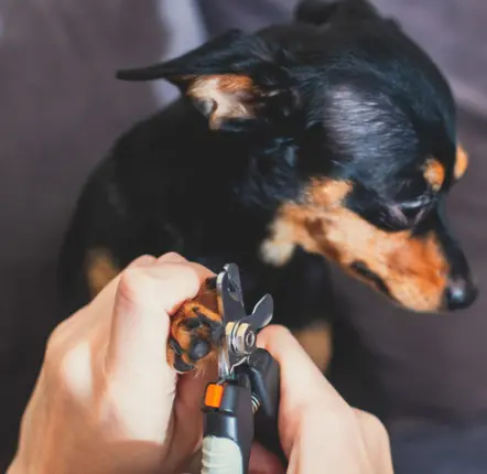 강아지 며느리발톱, 그냥 둬도 괜찮을까요? 관리, 제거, 수술 총정리