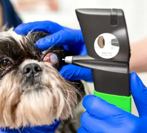 강아지 백내장 수술비용 현실은? 증상·예방법 보호자 가이드