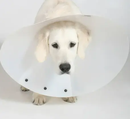 강아지 중성화 수술 시기와 필요한 이유 7가지