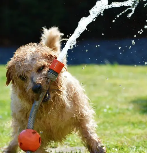 강아지 하루 놀이 시간 및 운동량 기준 [나이, 견종별]