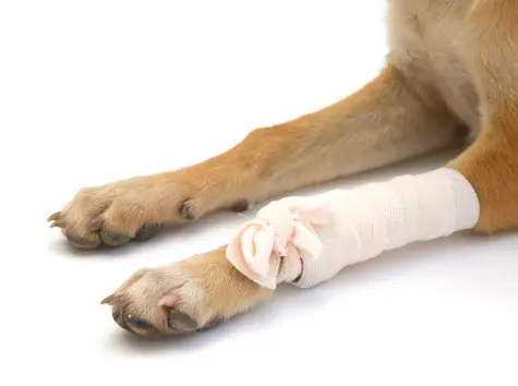 강아지 골절 종류, 증상, 수술 후 관리법 총정리