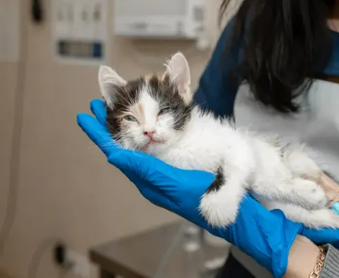 고양이 갑상선 기능 항진증 원인, 증상, 수치 및 관리법 총정리