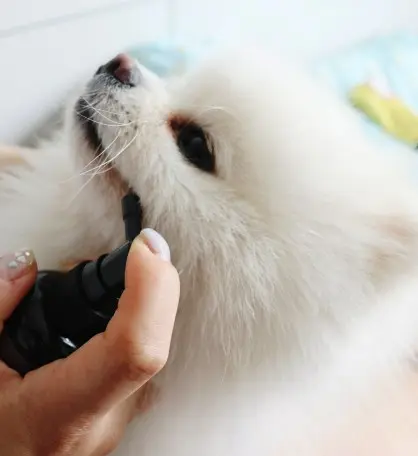 강아지 잇몸 염증, 왜 생기고 어떻게 관리해야 할까?