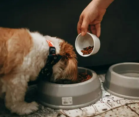 강아지 수명 단축시키는 건강관리 실수 5가지 초보 견주 필독