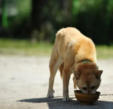 진돗개 입양 까다로울까? 성격, 수명, 특성 총정리