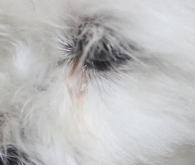 우리 강아지 눈곱, 괜찮은 걸까? 색깔로 알아보는 건강 적신호!