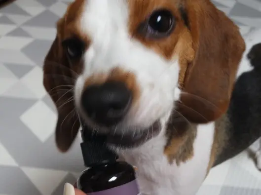 14살 노견 스케일링과 발치 치과 수술 전, 후 관리법