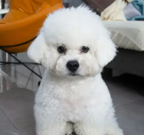 연령별 강아지 건강검진 추가 항목 추천 리스트 비용 및 가격