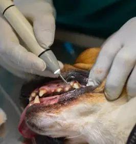 강아지 스케일링 주기와 필요성 마취 괜찮을까요?