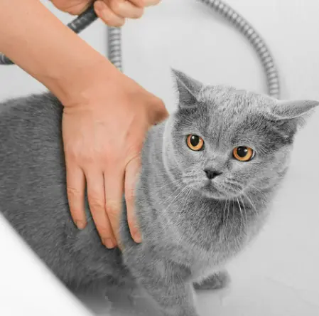 고양이 각질 원인 8가지 증상 및 치료 관리법 (ft. 비듬)