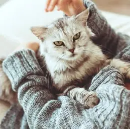 우리 고양이 발정기, 언제 오고 어떤 신호일까요? 그리고 중성화는요?