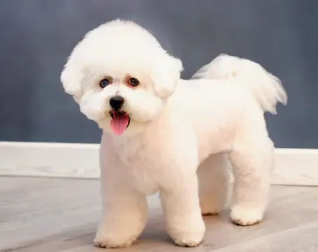 귀여운 견종 추천과 강아지 인기 순위