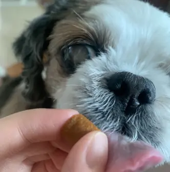 강아지 눈 밑, 위, 한쪽 부음, 위치별 원인부터 관리 팁