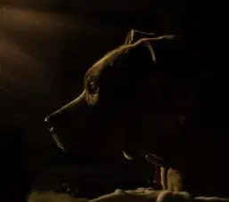 강아지 눈이 침침? 시력 테스트 5가지 및 저하 신호