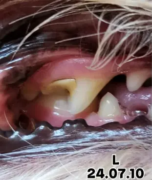 강아지 치석제거 치약 20개 넘게 분석해본 결과